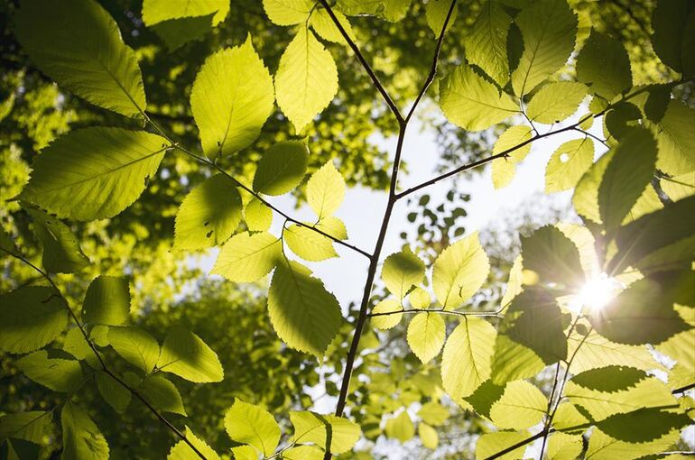 leaves-3089991_960_720
