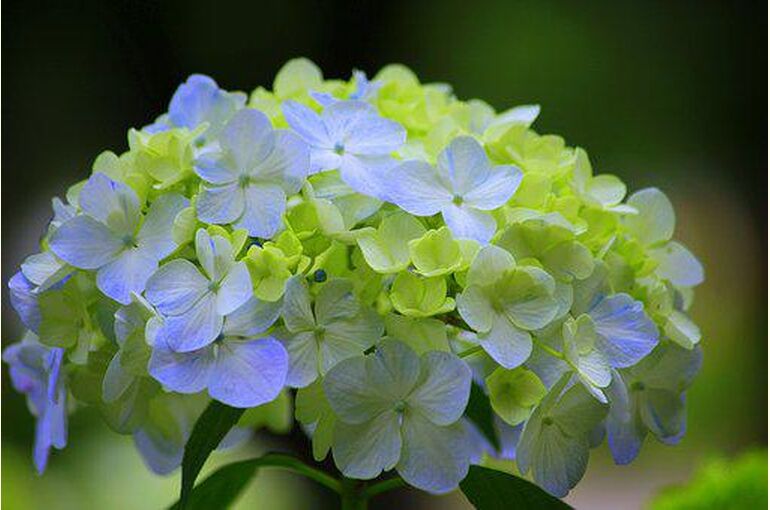 hydrangea-2334073__340