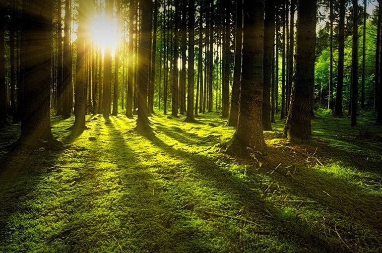 trees-3294681_960_720