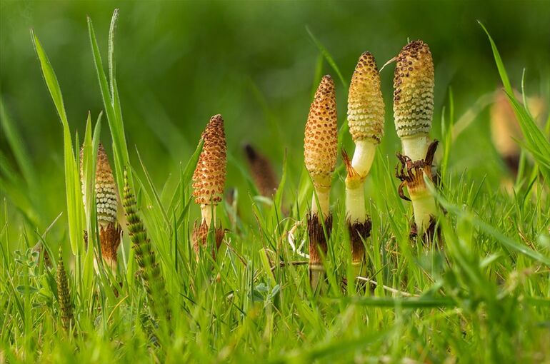 horsetail-3317962_960_720
