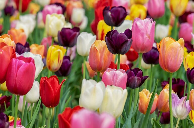 tulips-3365630_960_720