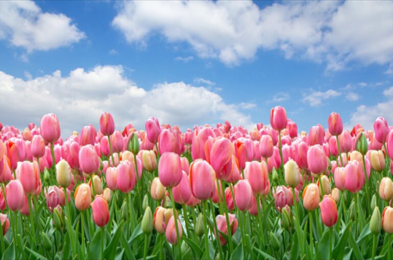 istockphoto-1094016162-170667a