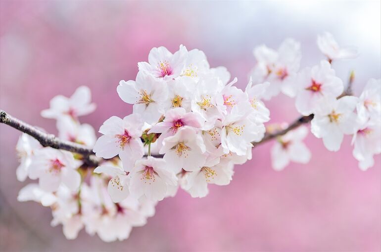 japan-2218777_960_720