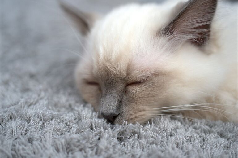 cat-3588643_960_720