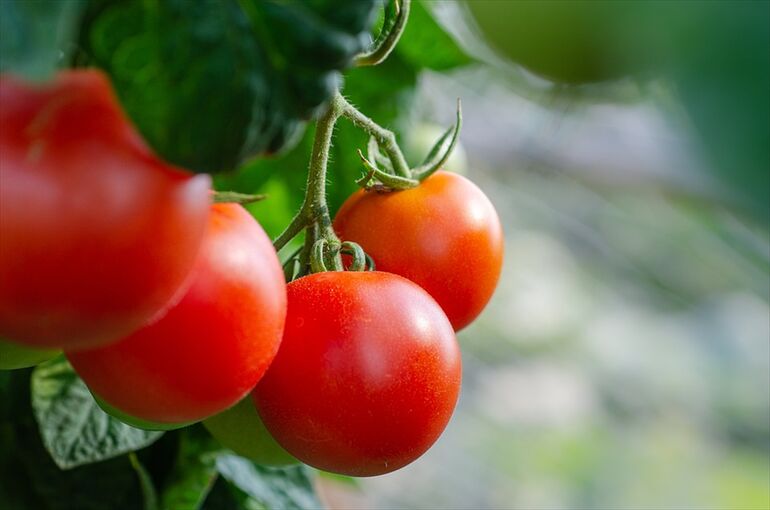 tomatoes-5566744_960_720