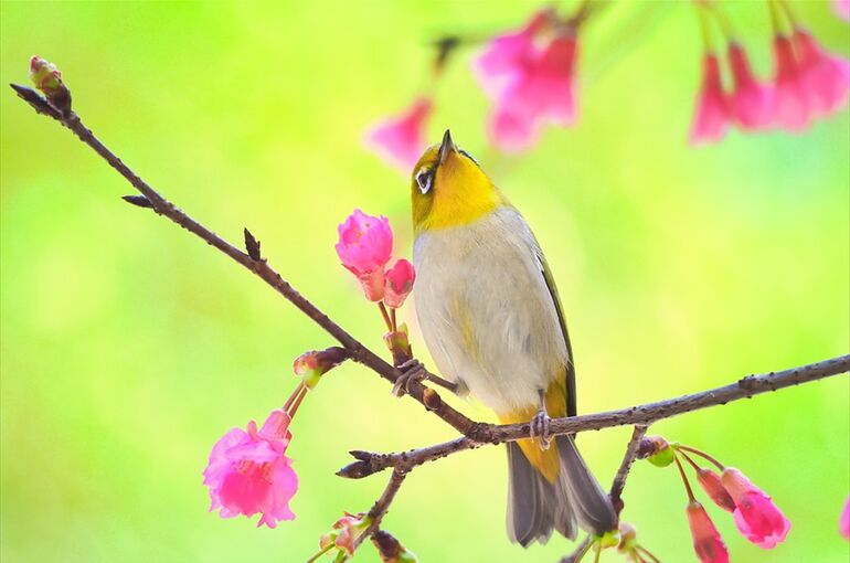 bird-7041391_960_720
