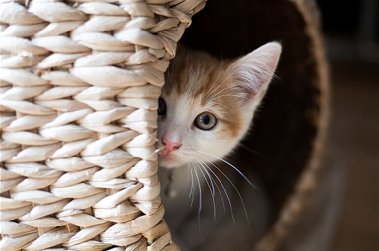 istockphoto-858282646-170667a