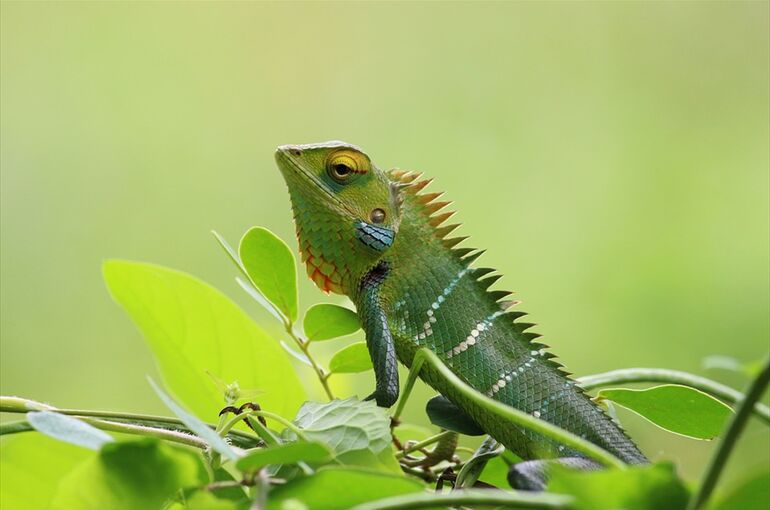 chameleon-1900815_960_720