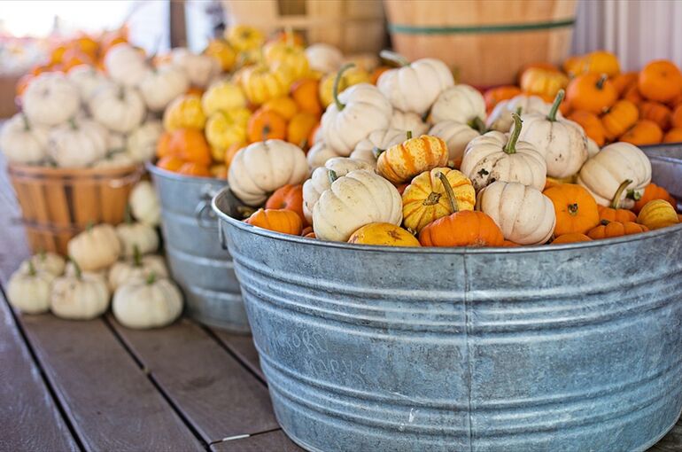 little-pumpkins-5594133_960_720