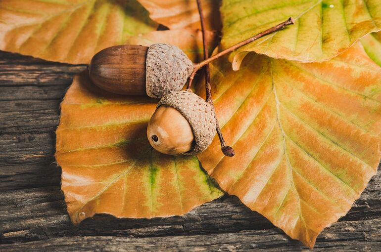 acorns-5646979_960_720
