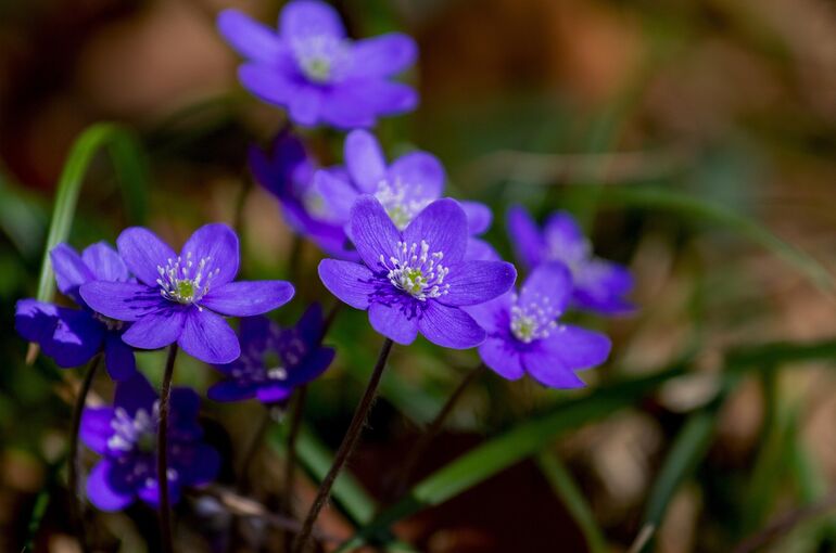 5598375-flower-3329845_1920