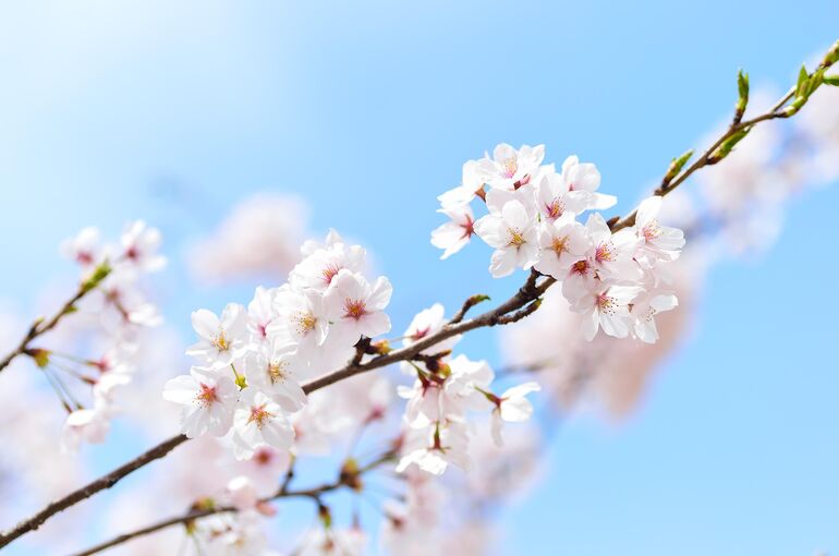 shell_ghostcage-flowers-2218771_1920