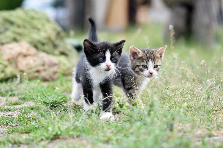 artellliii72-cats-8105667_1920