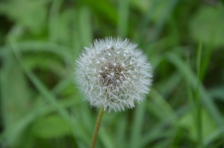 jaclou-dl-flower-dandelion-2632697_1920