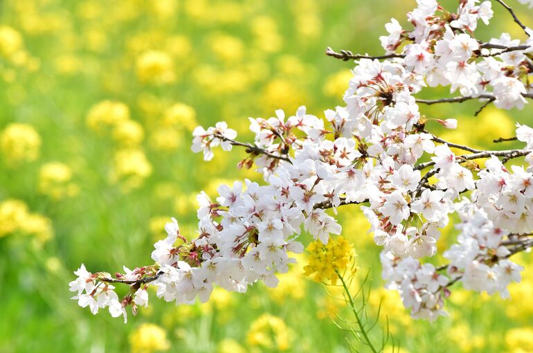 n-k-cherry-blossoms-5094447_1920