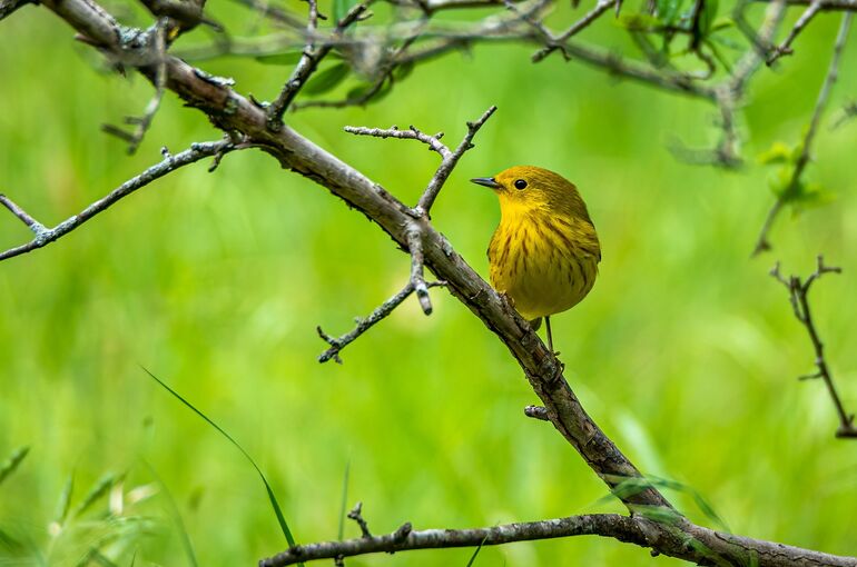 yellow-warbler-6307184_1920