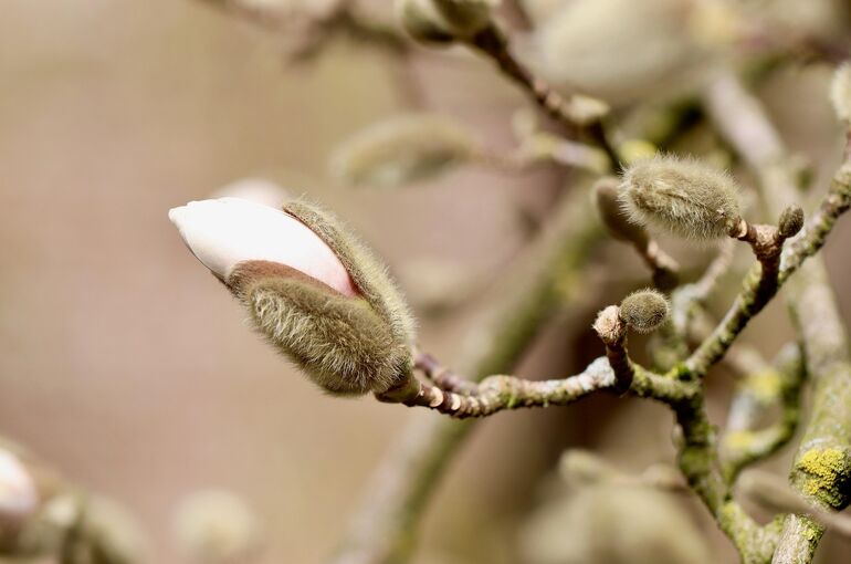 magnolia-stellata-7858448_1920