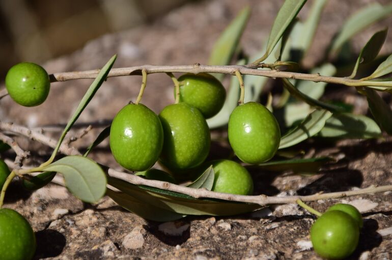 olives-1757221_1920