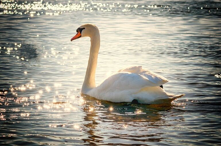 swan-2077219_640
