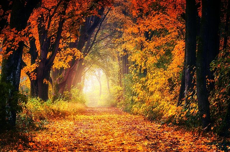 autumn-3186876_640