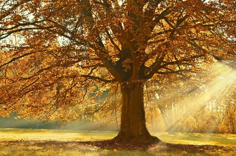 tree-4637270_640