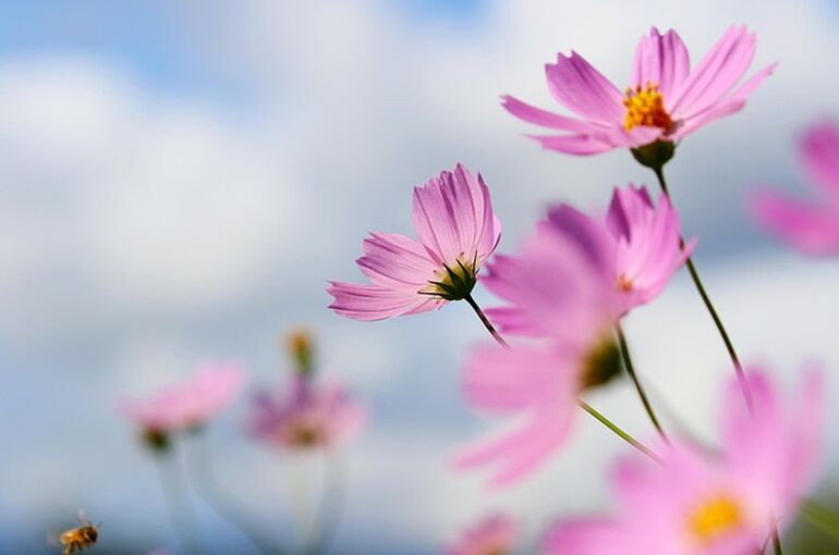 cosmos-6680029_640