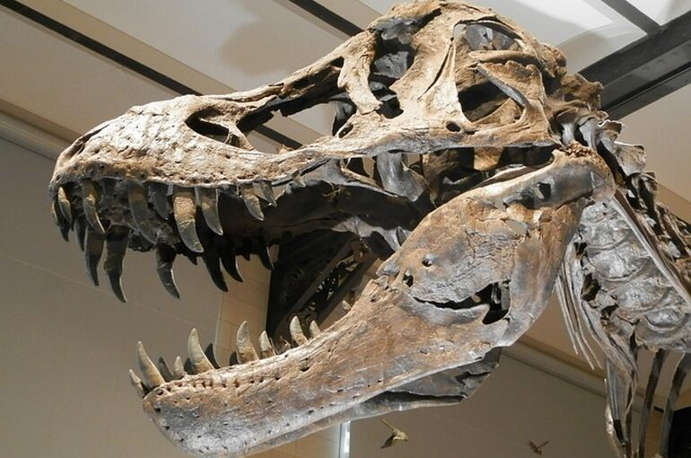 dinosaur-2628309_640