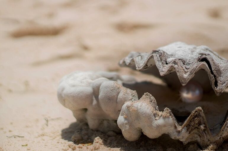shell-1972980_640