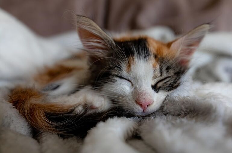 kitten-6264129_640