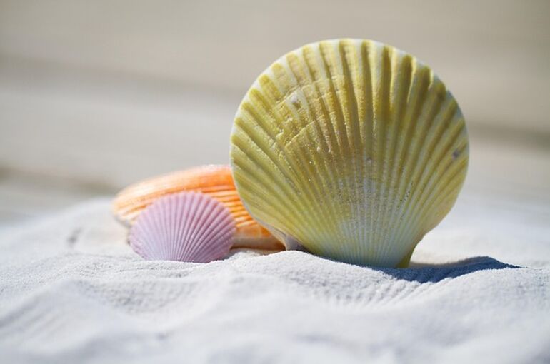 shells-792912_640 (1)
