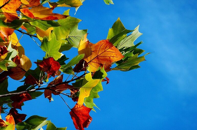 autumn-974882_640