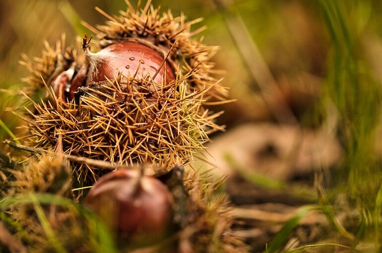 chestnut-5683473_640