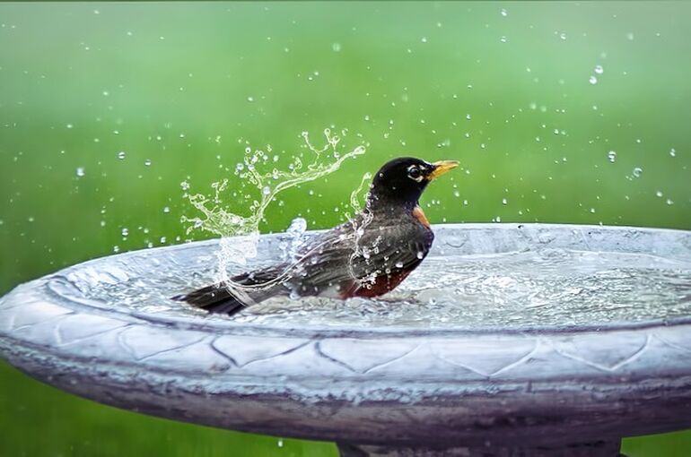 bird-bath-5290285_640