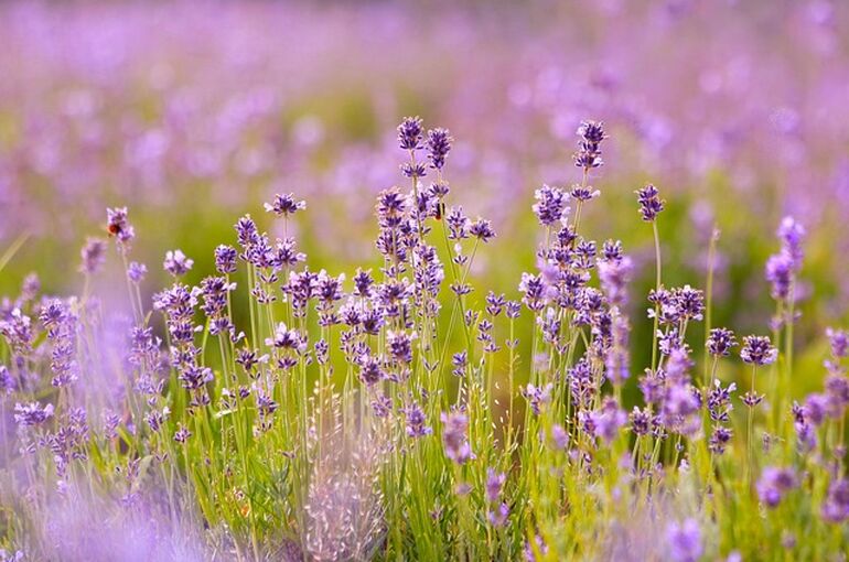 lavenders-6482952_640