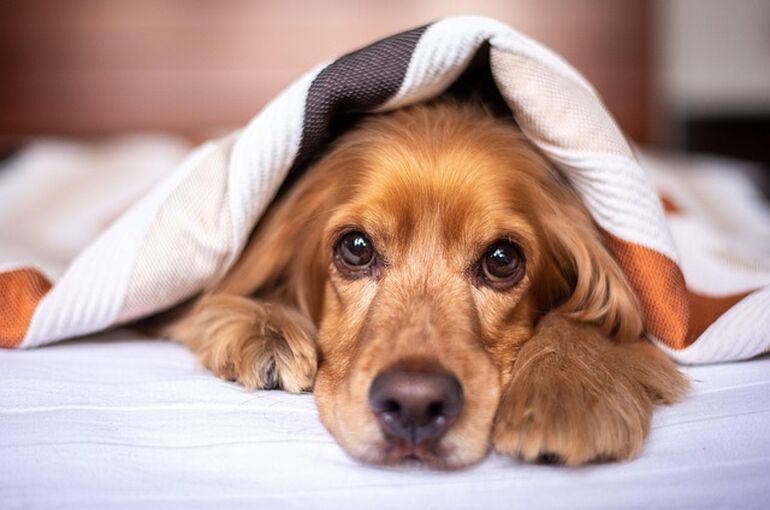 english-cocker-spaniel-5937757_640