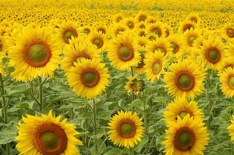 sunflower-1497365_640