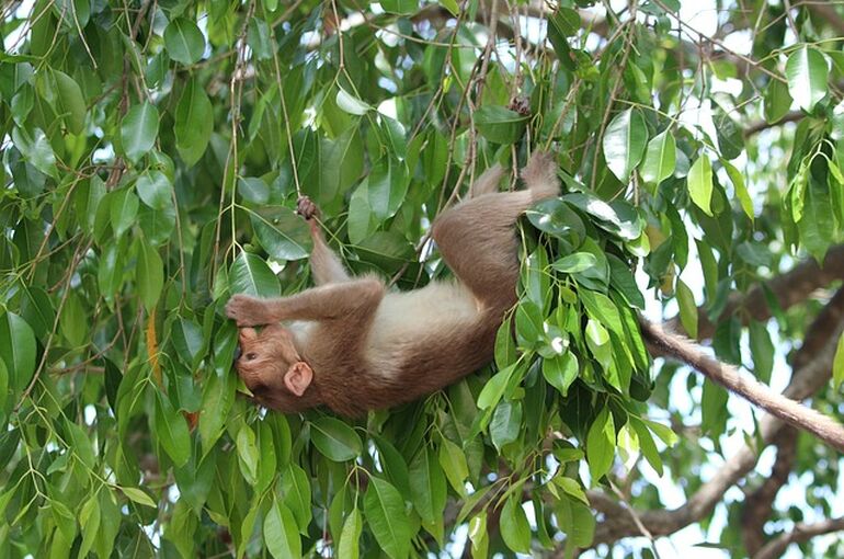monkey-3968912_640