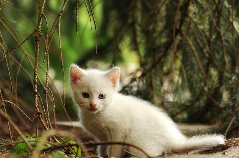 cat-1703440_1280